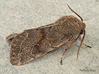  73.246 Lead-coloured Drab Copyright Martin Evans 