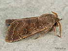  73.246 Lead-coloured Drab Copyright Martin Evans 
