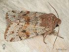  73.246 Lead-coloured Drab female Copyright Martin Evans 
