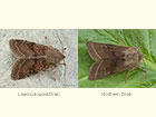 73.246 Lead-coloured Drab and Northern Drab Copyright Martin Evans 