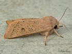  73.247 Powdered Quaker Copyright Martin Evans  