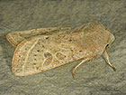  73.247 Powdered Quaker Copyright Martin Evans 