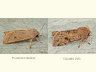  73.247 Powdered Quaker and Clouded Drab Copyright Martin Evans 