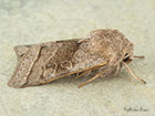  73.248 Northern Drab Copyright Martin Evans 