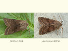  73.248 Northern Drab and Lead-coloured Drab Copyright Martin Evans 