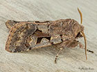  73.249 Hebrew Character Copyright Martin Evans 