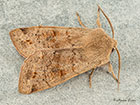  73.250 Twin-spotted Quaker Copyright Martin Evans 