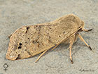  73.250 Twin-spotted Quaker female Copyright Martin Evans 
