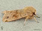  73.250 Twin-spotted Quaker female Copyright Martin Evans 