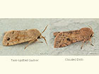  Twin-spotted Quaker and Clouded Drab Copyright Martin Evans 