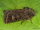  73.252 Hedge Rustic Copyright Martin Evans 