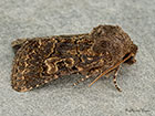  73.252 Hedge Rustic Copyright Martin Evans 