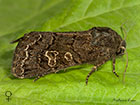  73.252 Hedge Rustic female Copyright Martin Evans 
