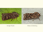  73.252 Hedge Rustic and Straw Underwing Copyright Martin Evans 