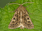  73.253 Feathered Gothic Copyright Martin Evans 