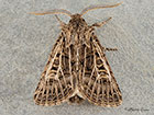  73.253 Feathered Gothic Copyright Martin Evans 