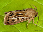  73.254 Antler Copyright Martin Evans 