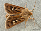  73.254 Antler Copyright Martin Evans 