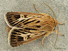  73.254 Antler Copyright Martin Evans 