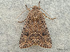  73.255 Nutmeg Copyright Martin Evans 
