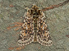  73.256 Broad-bordered White Underwing Copyright Martin Evans 