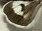  73.256 Broad-bordered White Underwing (underwing) Copyright Martin Evans 