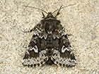  73.258 Small Dark Yellow Underwing Copyright Martin Evans 