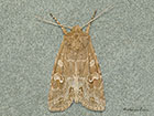  73.259 Pale Shining Brown Copyright Martin Evans 