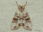  73.260 Silvery Arches Copyright Martin Evans 
