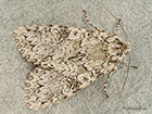  73.261 Grey Arches Copyright Martin Evans 