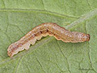  73.261 Grey Arches larva 7mm Copyright Martin Evans 