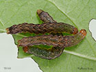  73.261 Grey Arches larva 15mm Copyright Martin Evans 