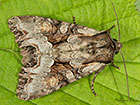  73.263 Light Brocade Copyright Martin Evans 
