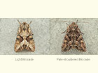  73.263 Light Brocade and Pale-shouldered Brocade Copyright Martin Evans 