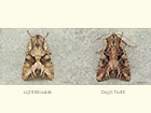  73.263 Light Brocade and Dog's Tooth Copyright Martin Evans 