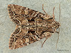  73.264 Pale-shouldered Brocade Copyright Martin Evans 