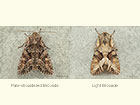  73.264 Pale-shouldered Brocade and Light Brocade Copyright Martin Evans 