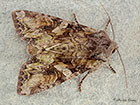  73.265 Beautiful Brocade Copyright Martin Evans 