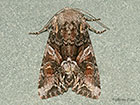  73.265 Beautiful Brocade Copyright Martin Evans 