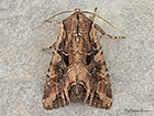  73.266 Dog's Tooth Copyright Martin Evans 