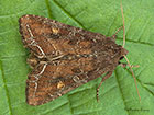  73.267 Bright-line Brown-eye Copyright Martin Evans 
