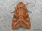  73.268 Splendid Brocade Copyright Martin Evans 
