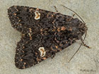  73.270 Dot Moth Copyright Martin Evans 