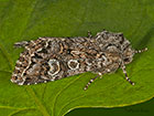  73.272 Glaucous Shears Copyright Martin Evans 
