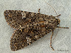  73.274 Cabbage Moth Copyright Martin Evans 