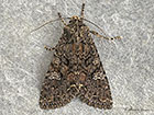  73.274 Cabbage Moth Copyright Martin Evans 