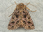  73.276 Campion Copyright Martin Evans 