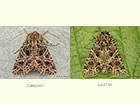  73.276 Campion and Lychnis Copyright Martin Evans 