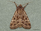  73.277 Bordered Gothic Copyright Martin Evans 