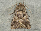  73.278 Barretts Marbled Coronet Copyright Martin Evans 